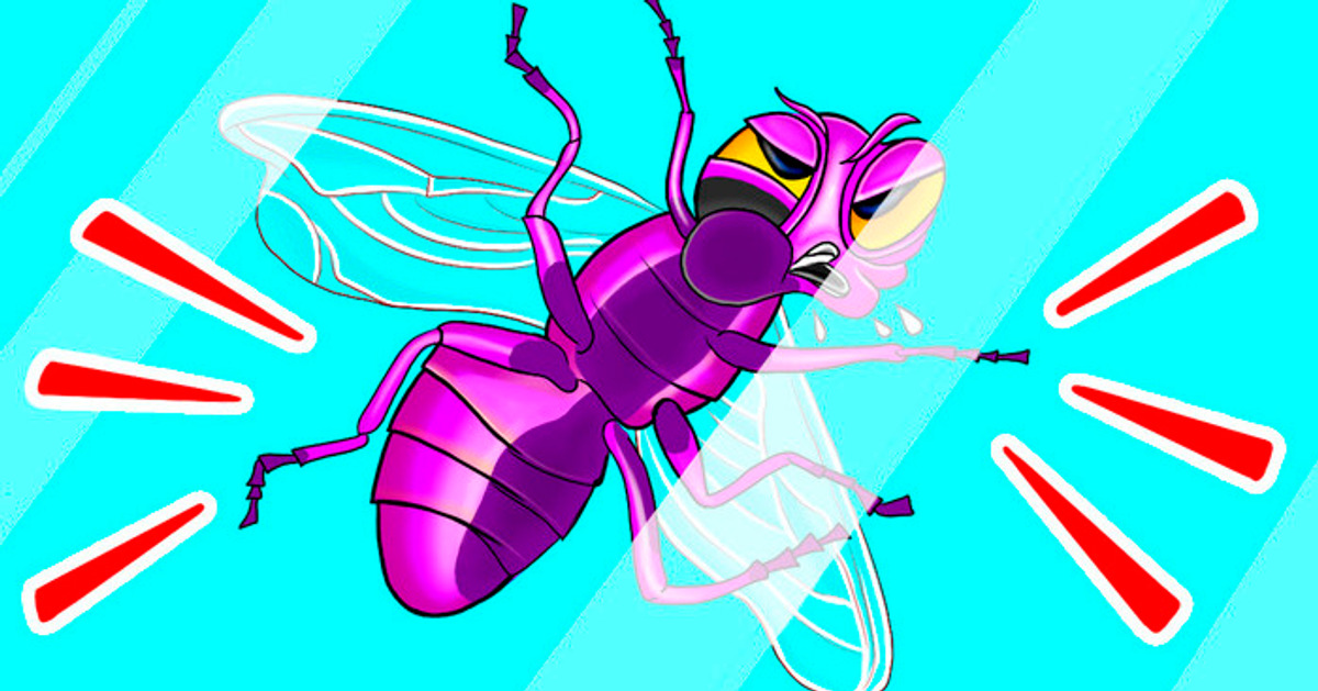 Por qué los insectos se estrellan tanto contra tus ventanas y tu cara