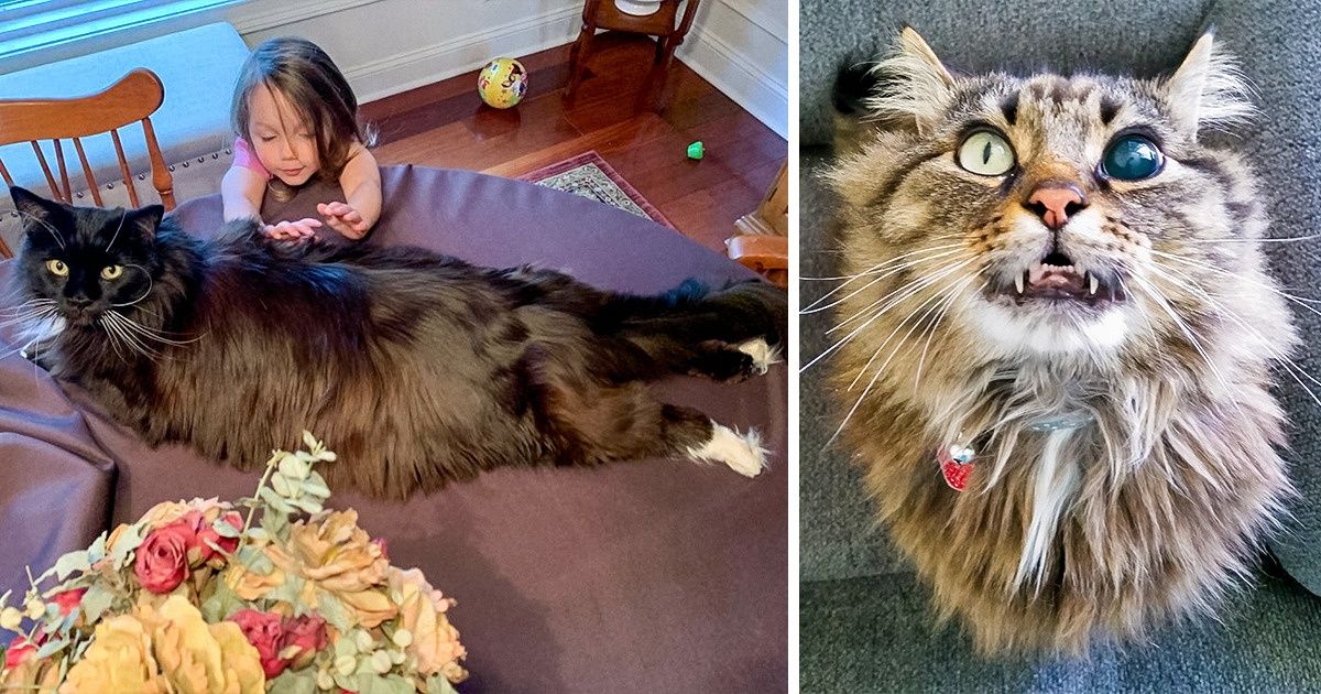 20 Momentos en que los gatos Maine Coon nos dejan sin palabras ante su belleza 20 Momentos en que los gatos Maine Coon nos dejan sin palabras ante su belleza