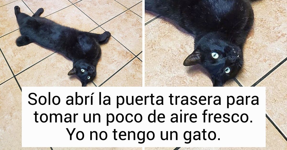 20 Personas compartieron fotos de gatos que no son suyos y que, por alguna razón especial, se les acercaron 20 Personas compartieron fotos de gatos que no son suyos y que, por alguna razón especial, se les acercaron