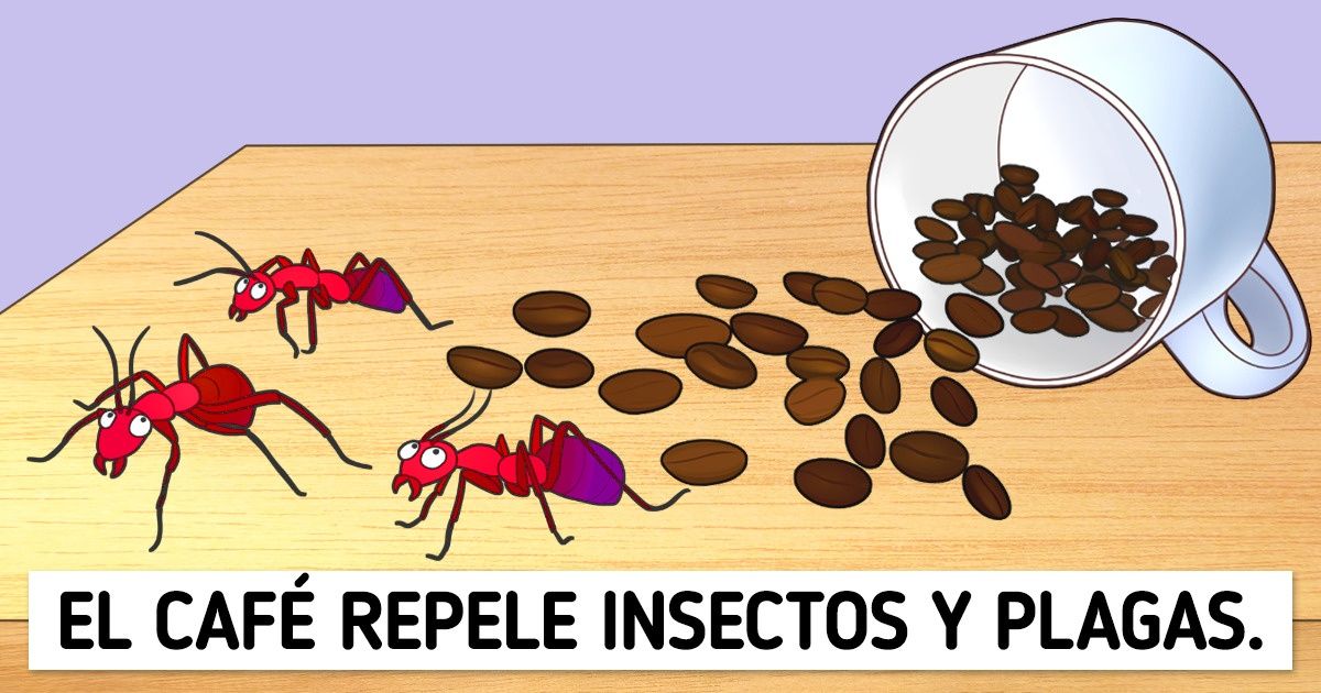 9 Formas de usar los granos de café en casa