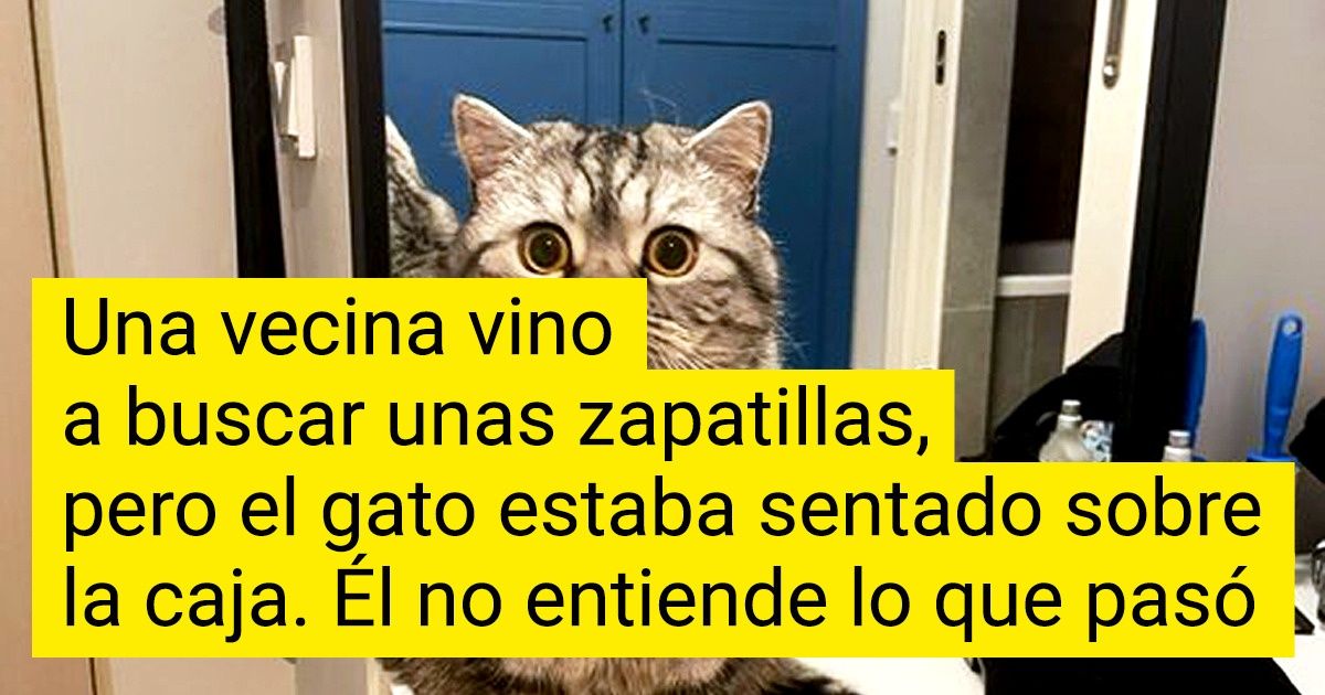 Mascotas Que Han Alcanzado Alturas Incre Bles En El Arte De Poner