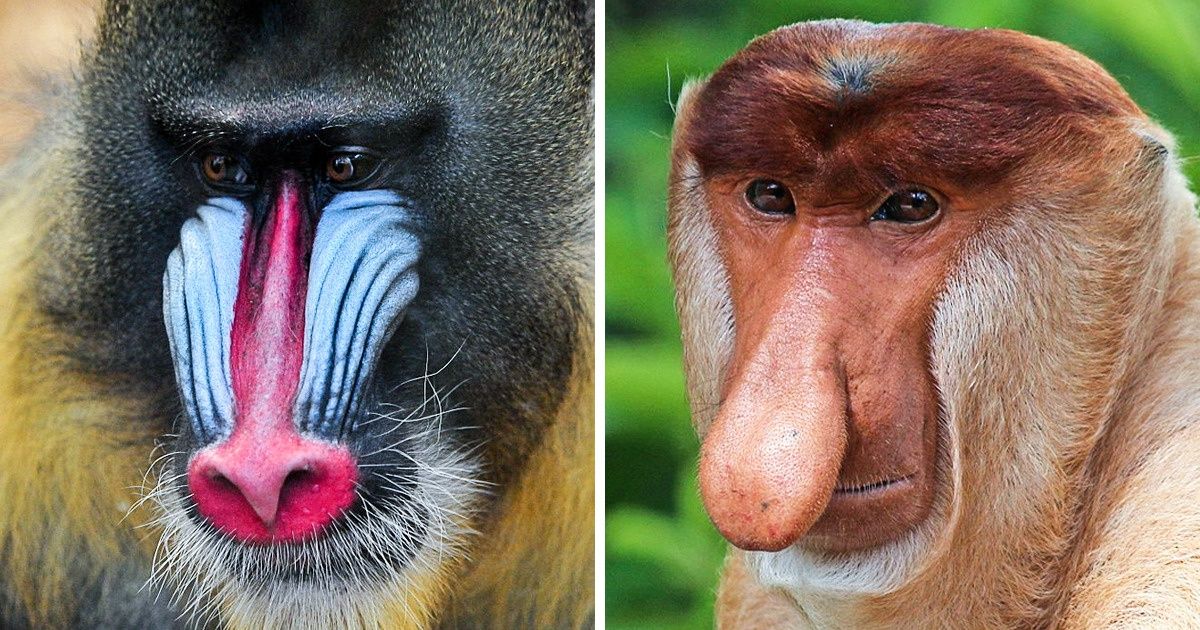 20 Especies De Monos Que Demuestran Que En El Mundo De Los Primates Hay Muchos Tipos De Belleza 9732