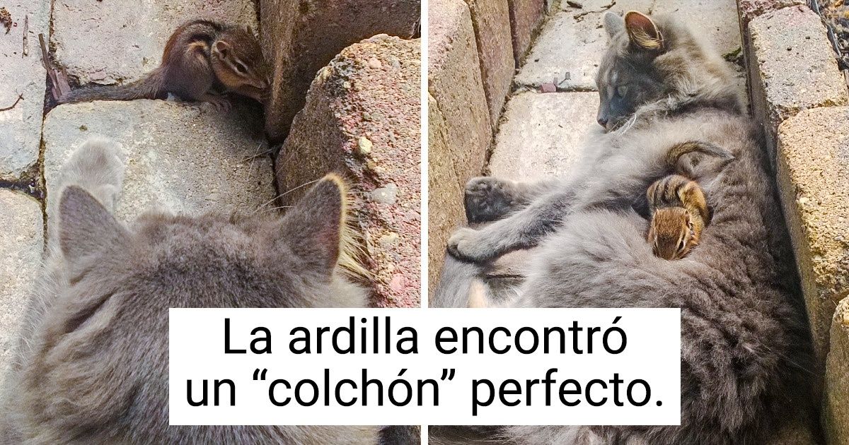 18 Fotos que demuestran que los animales pueden tomar una siesta en cualquier lugar
