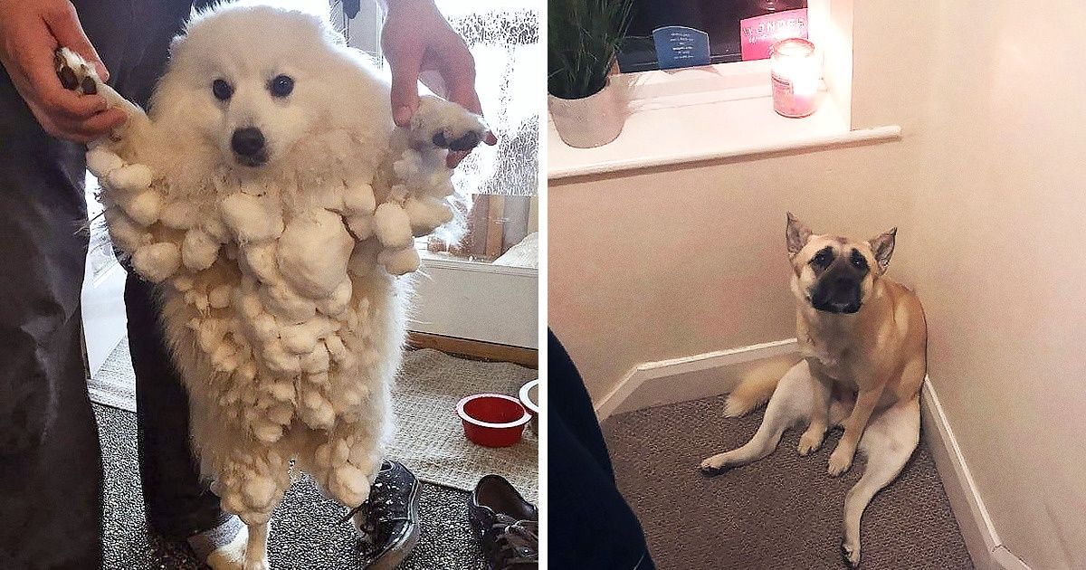 20 Perros que desconocen lo que es “actuar normal” y les brindaron graciosos momentos a sus dueños