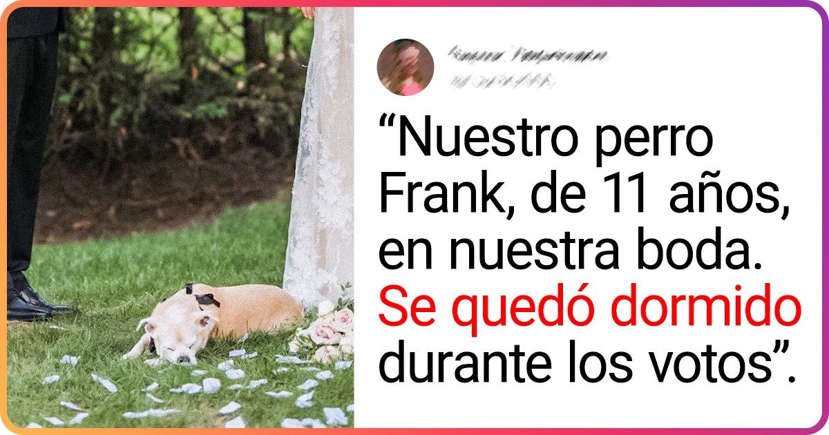 26 Personas que encontraron un amor incondicional en sus mascotas viejitas 26 Personas que encontraron un amor incondicional en sus mascotas viejitas