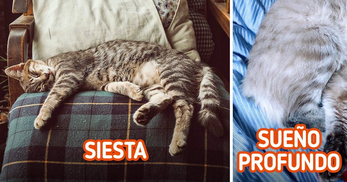Por qué los gatos pueden dormir demasiado durante el día (y consejos para regular su sueño) Por qué los gatos pueden dormir demasiado durante el día (y consejos para regular su sueño)