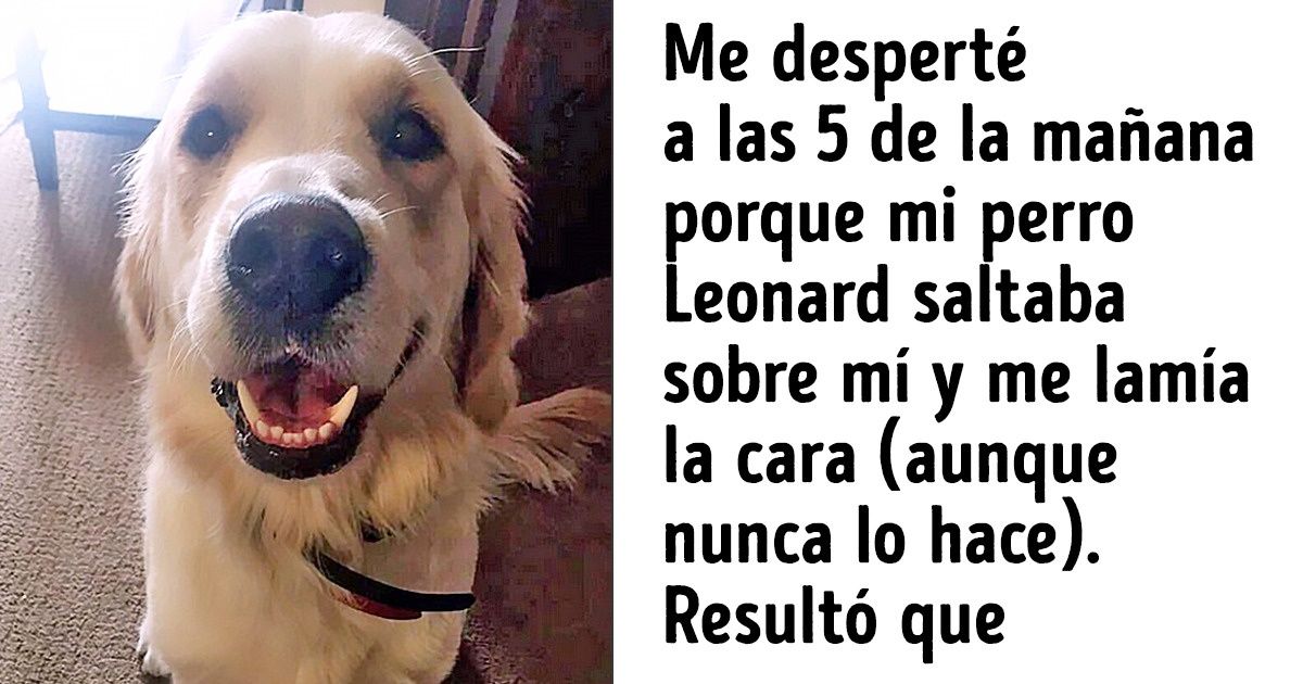 20+ Pruebas de que no solo las personas cuidan a los perros, sino también viceversa 20+ Pruebas de que no solo las personas cuidan a los perros, sino también viceversa