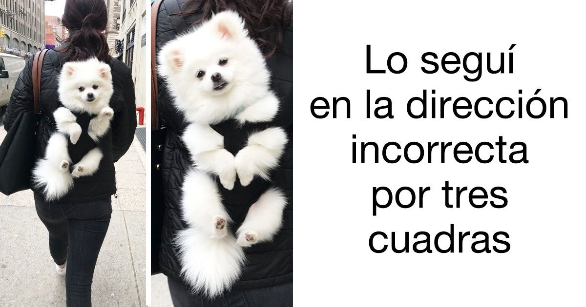 20 Animales que te conquistarán con su carisma