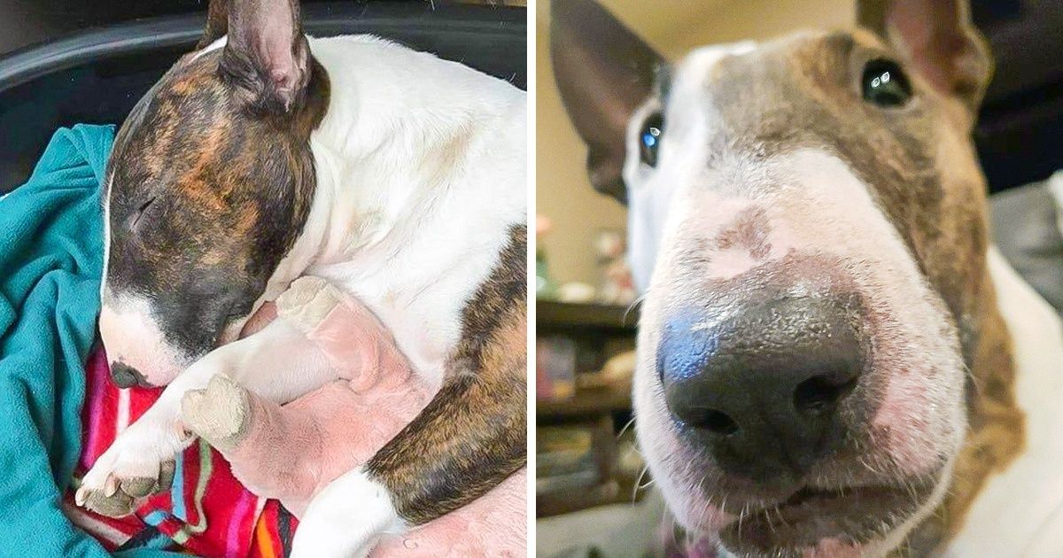 Si estás pensando en conseguir un “bull terrier”, aquí hay 21 razones para no hacerlo Si estás pensando en conseguir un “bull terrier”, aquí hay 21 razones para no hacerlo