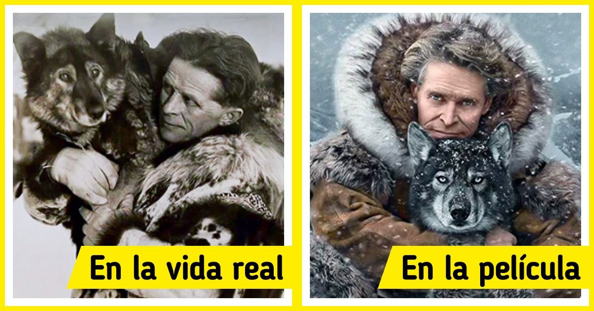 El valiente perro que ayudó a salvar la vida de muchos niños en Alaska y fue la inspiración para la película “Togo” El valiente perro que ayudó a salvar la vida de muchos niños en Alaska y fue la inspiración para la película “Togo”