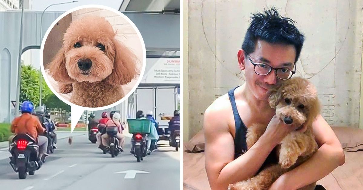 Un perrito corrió por una avenida tras huir de su guardería y su dueño nos contó cómo lo recuperó Un perrito corrió por una avenida tras huir de su guardería y su dueño nos contó cómo lo recuperó