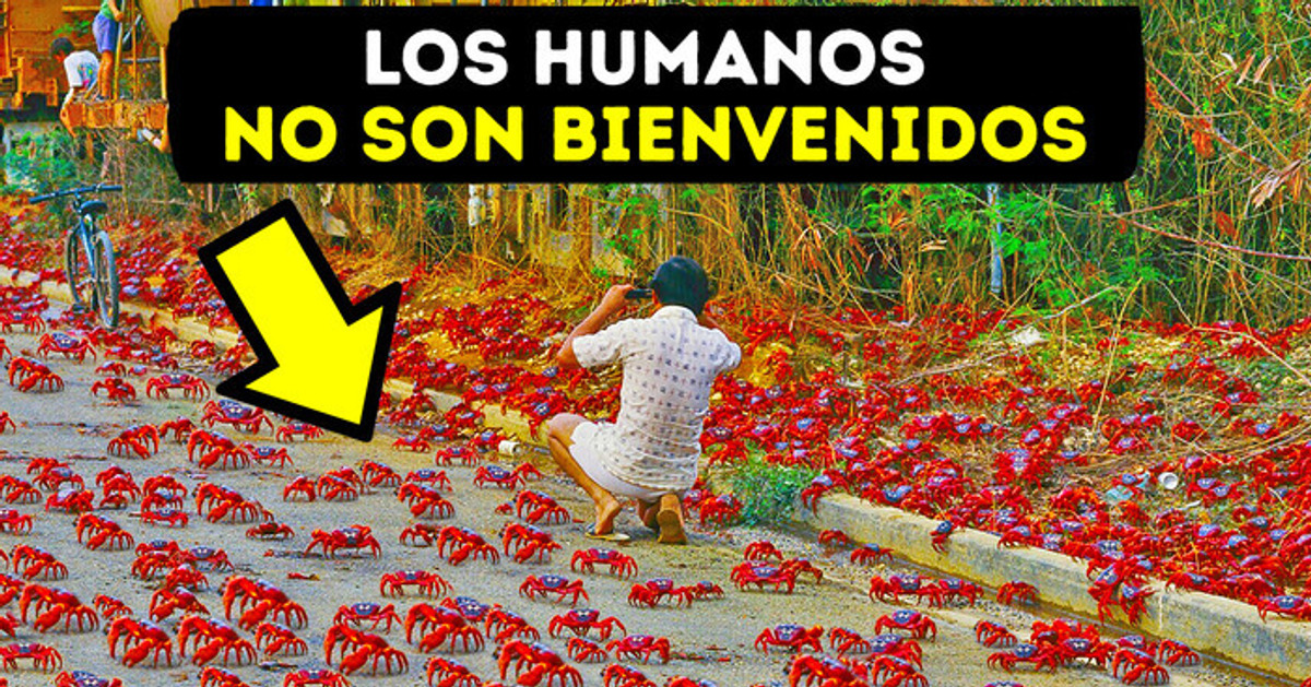 La isla donde 100 millones de cangrejos enrojecen el suelo bajo tus pies La isla donde 100 millones de cangrejos enrojecen el suelo bajo tus pies