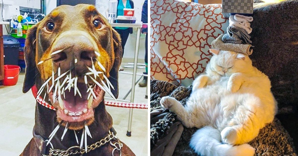 18 Perros y gatos que aumentan el nivel de hormonas de la alegría en nuestro cuerpo con su ternura