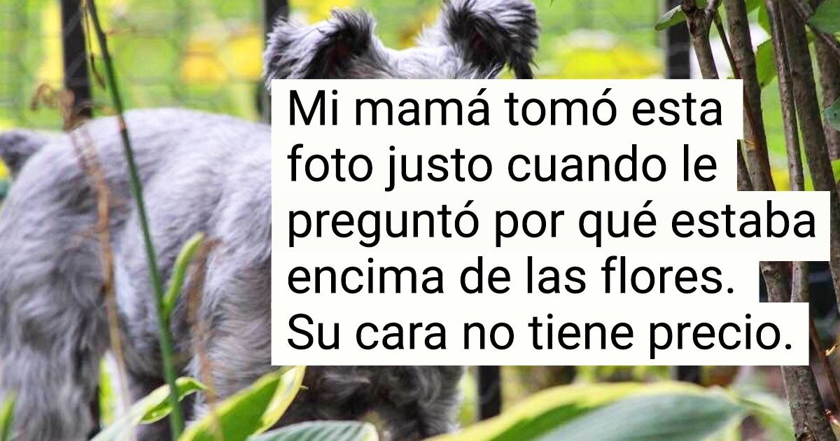 21 Ejemplos visuales que prueban que detrás de una barba y unas cejas pobladas hay un adorable schnauzer 21 Ejemplos visuales que prueban que detrás de una barba y unas cejas pobladas hay un adorable schnauzer