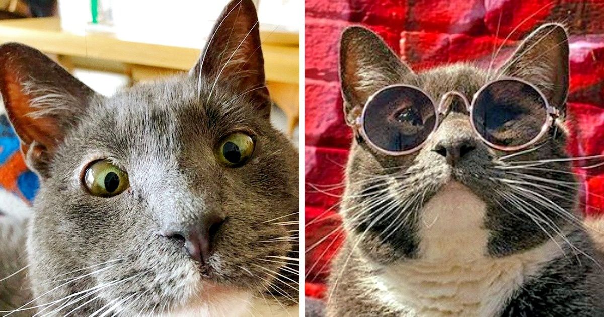 La gata Bagel solo sale a la calle con lentes de sol y atuendos, pero no por obtener “Me gusta” en Instagram