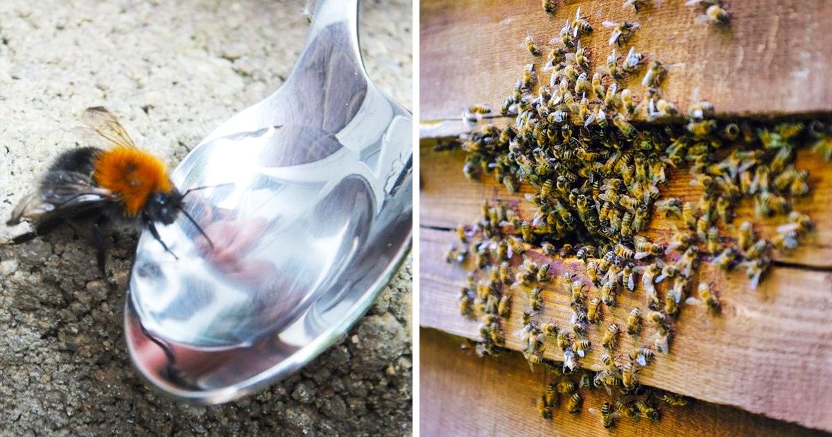 Un naturalista famoso nos invita a dejar una cucharada de agua con azúcar en nuestros patios para salvar a la humanidad