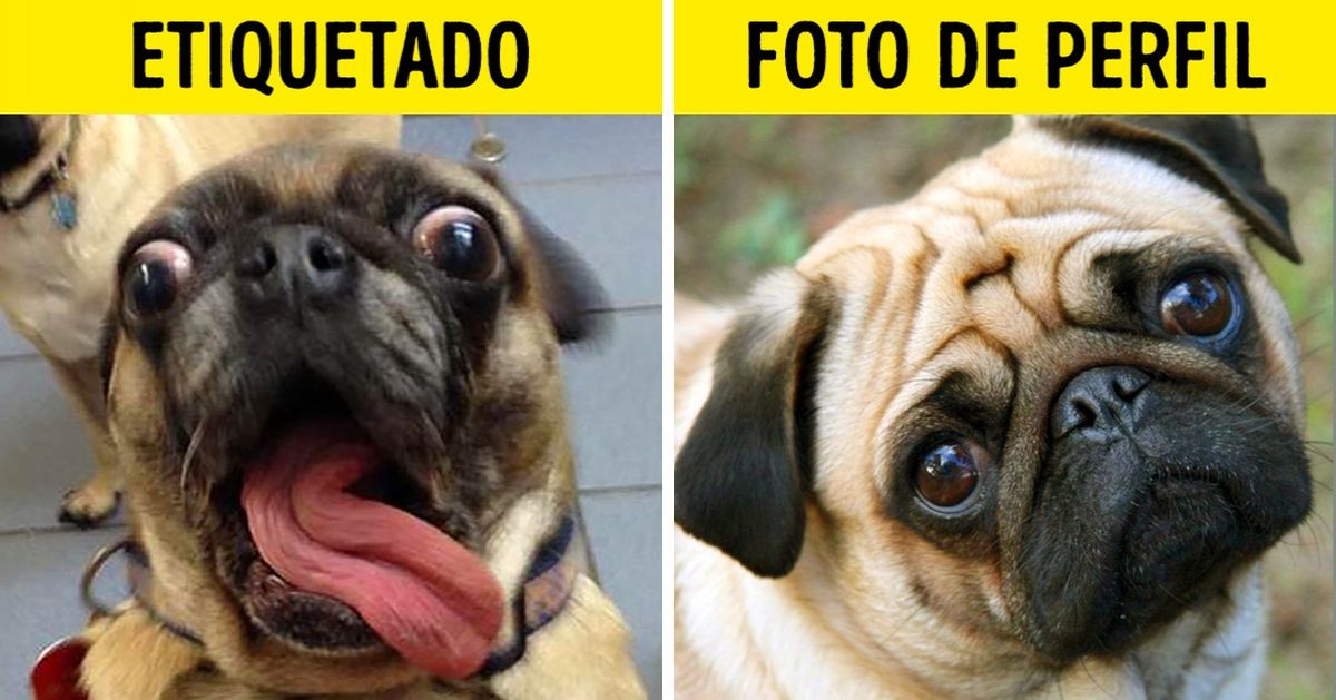 19 Imágenes que demuestran que hasta los animales mienten en las redes sociales 19 Imágenes que demuestran que hasta los animales mienten en las redes sociales
