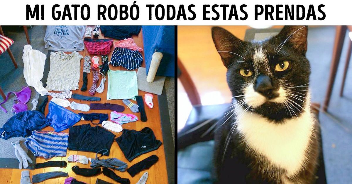 25 Animales traviesos que adorarás pese a las circunstancias