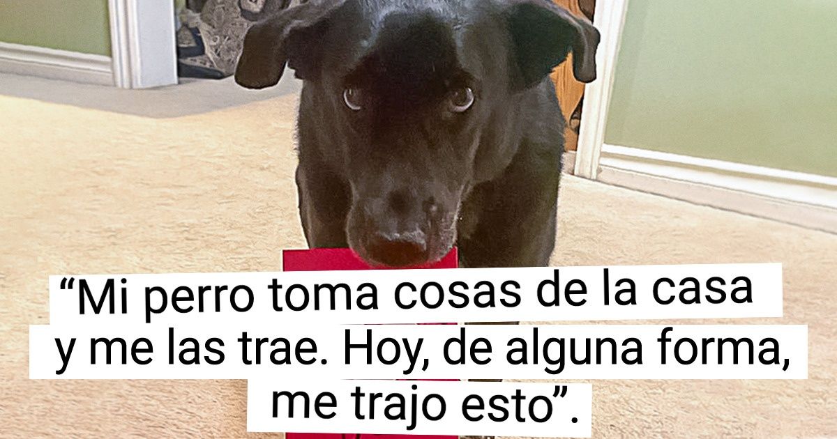 15+ Perritos cuyas costumbres extrañas nos sorprenden y nos hacen sonreír 15+ Perritos cuyas costumbres extrañas nos sorprenden y nos hacen sonreír