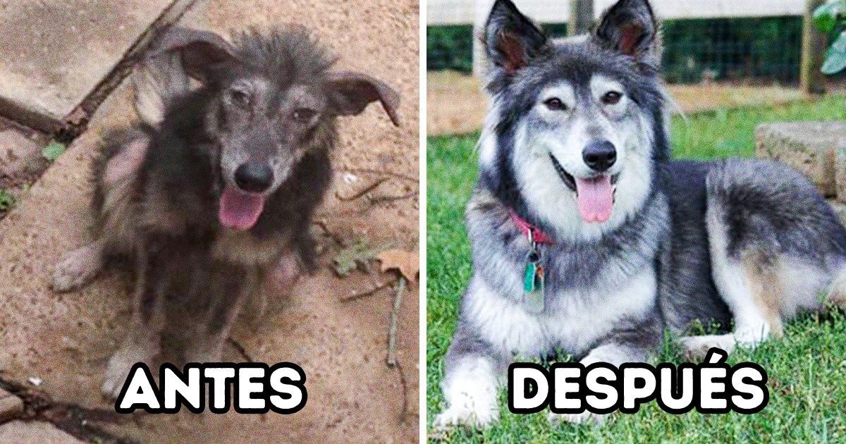 25+ Mascotas que encontraron la felicidad después de ser adoptadas 25+ Mascotas que encontraron la felicidad después de ser adoptadas