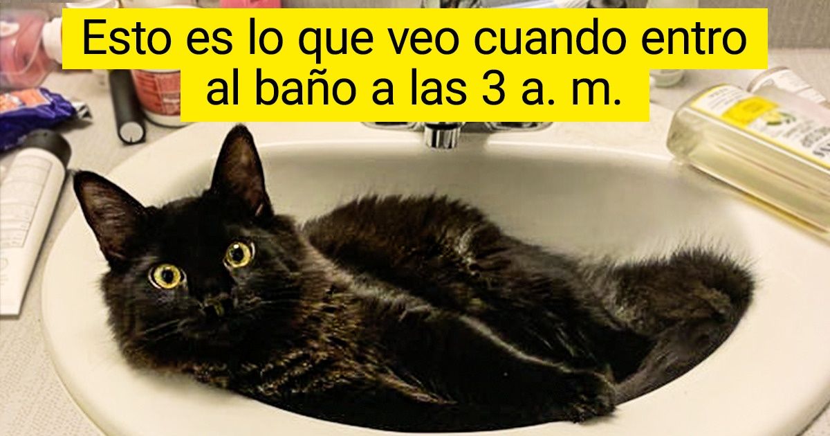 20+ Gatos negros dispuestos a tirar por la borda la creencia de que atraen la mala fortuna 20+ Gatos negros dispuestos a tirar por la borda la creencia de que atraen la mala fortuna