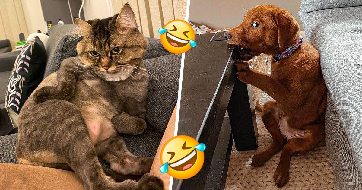 20 Mascotas con una personalidad única que no tuvieron reparos en restregárnosla en la cara