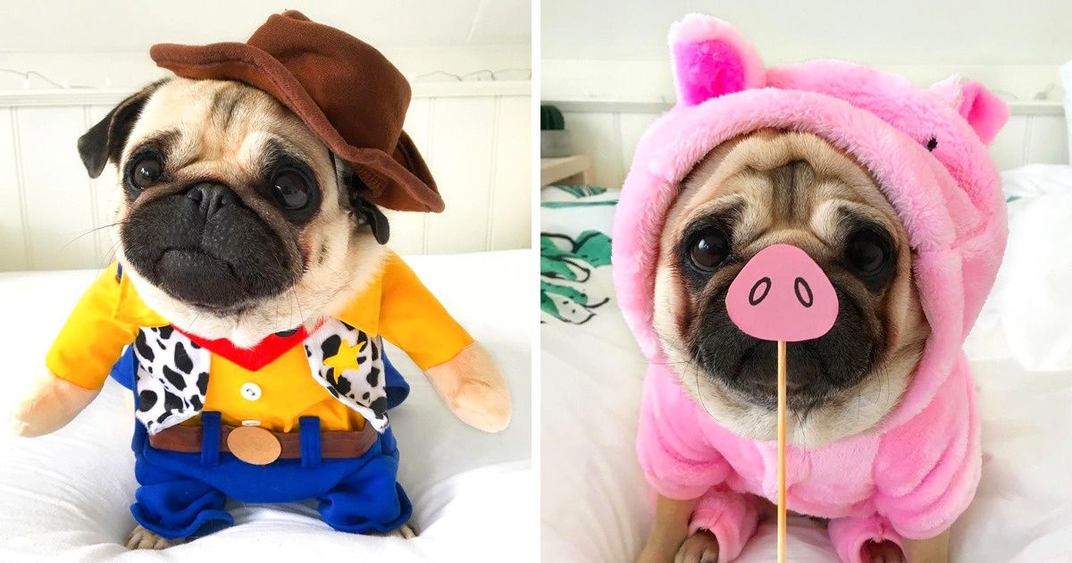 20+ Fotos de una pug que se robó nuestro corazón