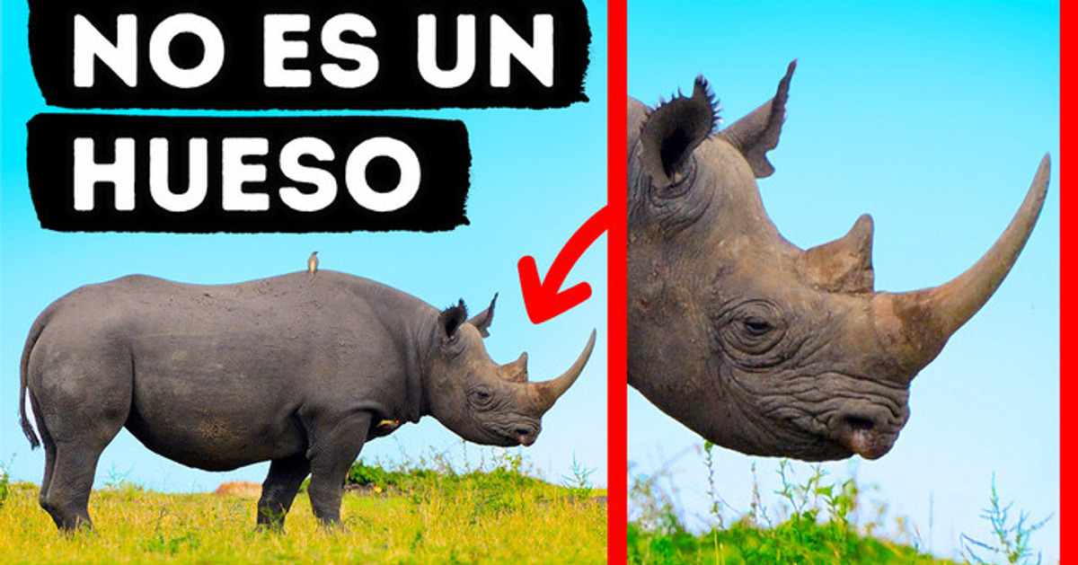 20 Mitos que por fin puedes desmentir a tus amigos