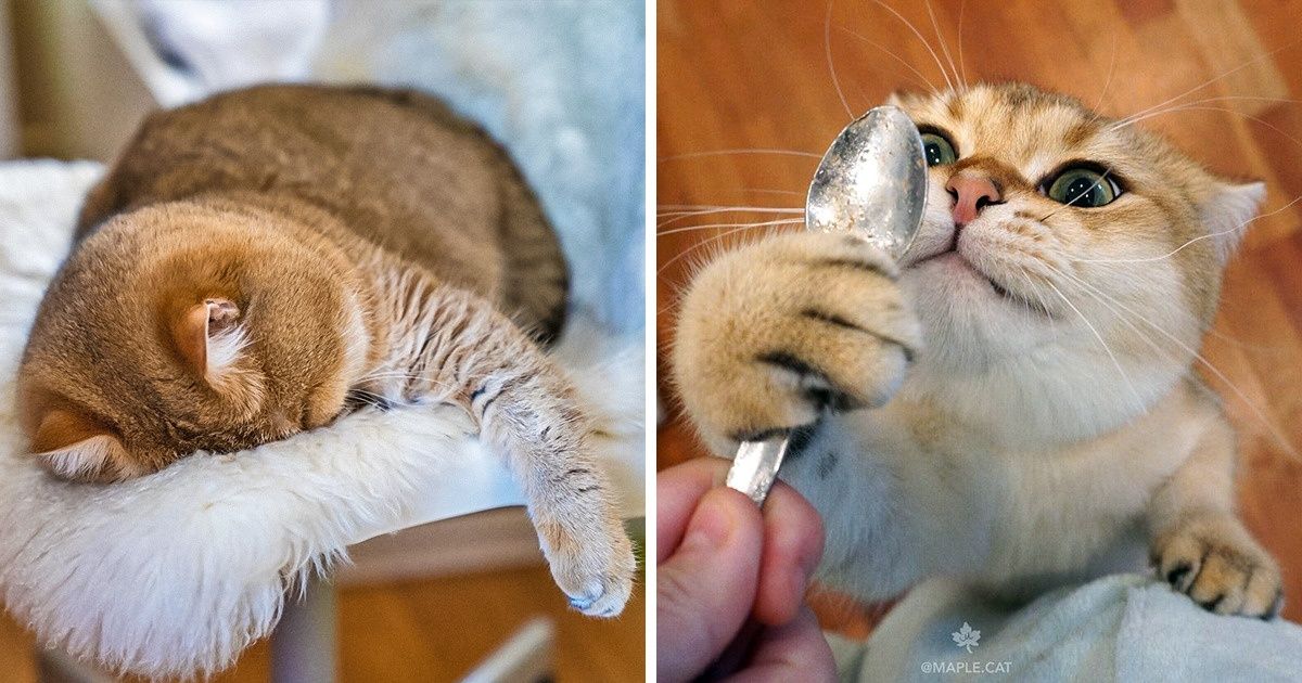 20+ Gatitos que te sacarán una gran sonrisa aún en el día más triste 20+ Gatitos que te sacarán una gran sonrisa aún en el día más triste