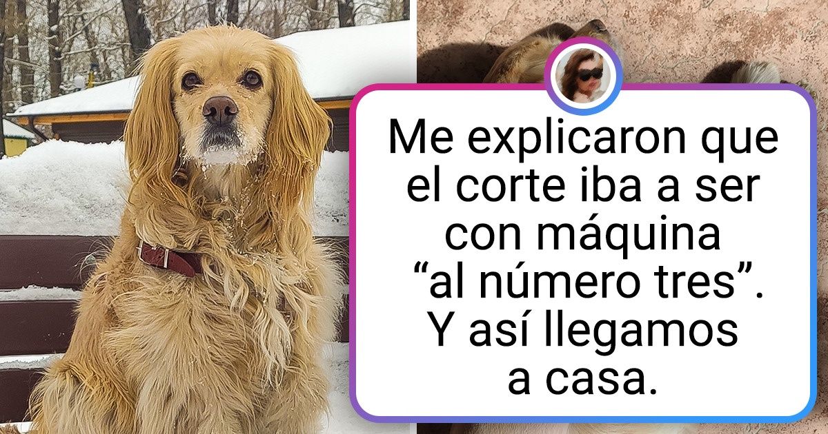 17 Animales cuyos dueños, al verlos después del corte de pelo, exclamaron: “¿Qué es eso?” 17 Animales cuyos dueños, al verlos después del corte de pelo, exclamaron: “¿Qué es eso?”