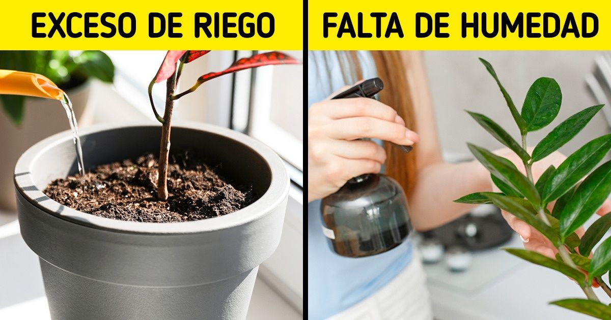 7 Razones por las que tus plantas podrían estar muriendo 7 Razones por las que tus plantas podrían estar muriendo