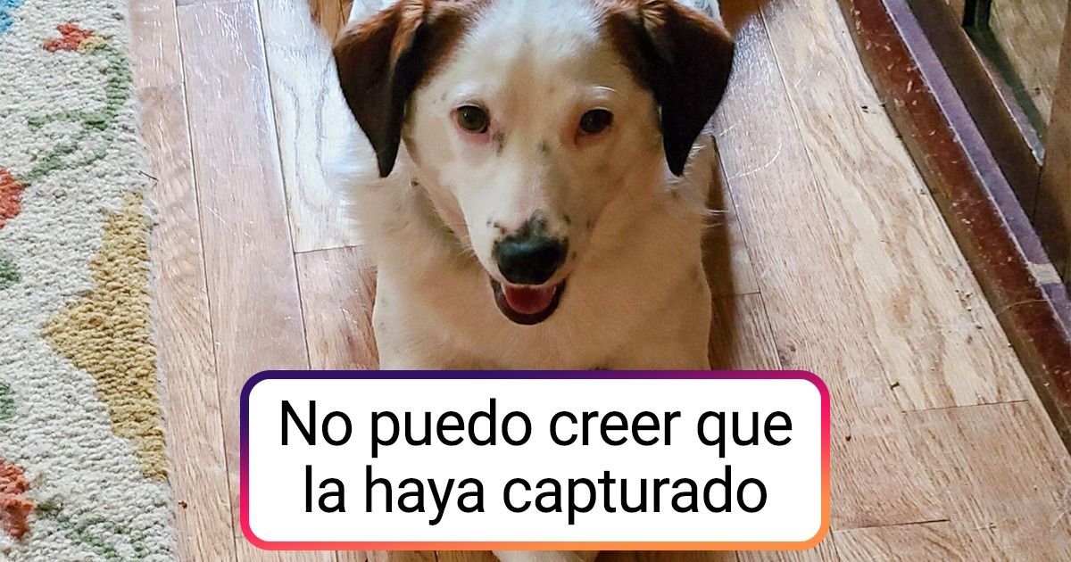 20+ Personas compartieron las mejores tomas que han logrado hacer durante toda su vida 20+ Personas compartieron las mejores tomas que han logrado hacer durante toda su vida
