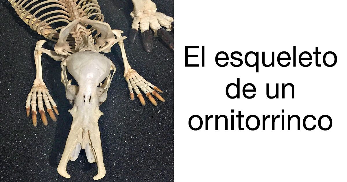 20+ Cosas para aquellos que piensan que ya no hay nada que pueda sorprenderlos 20+ Cosas para aquellos que piensan que ya no hay nada que pueda sorprenderlos