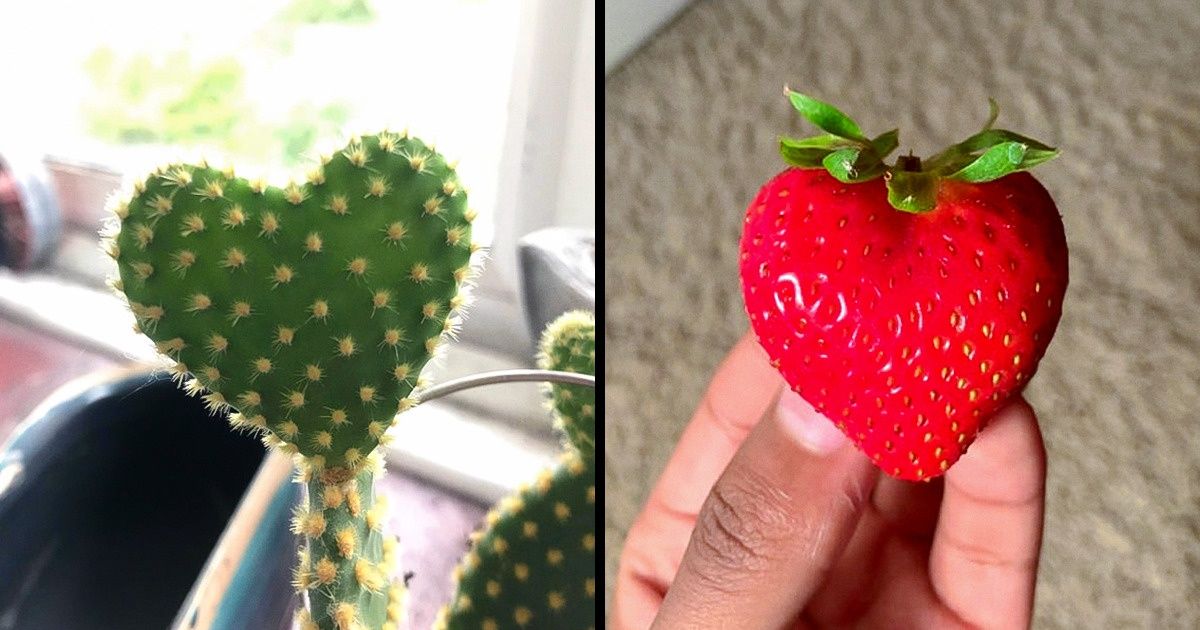 20 Usuarios encontraron corazones en lugares inesperados y no dudaron en compartirlos en Internet
