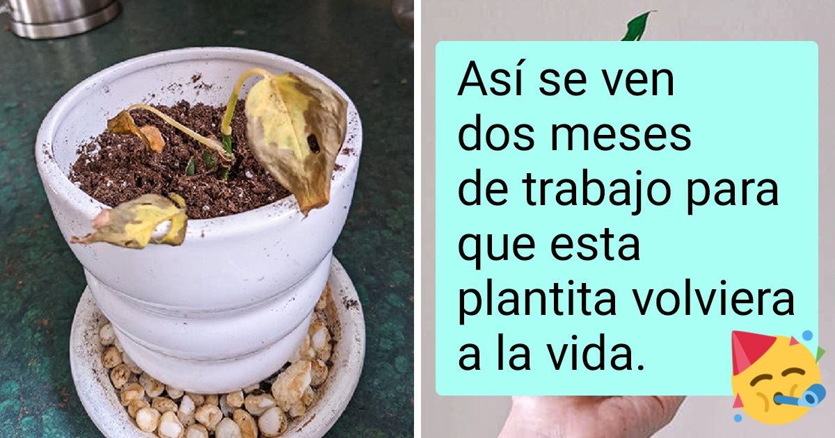 21 Pruebas de que las plantas florecen al máximo cuando les damos suficiente agua y mucho cariño