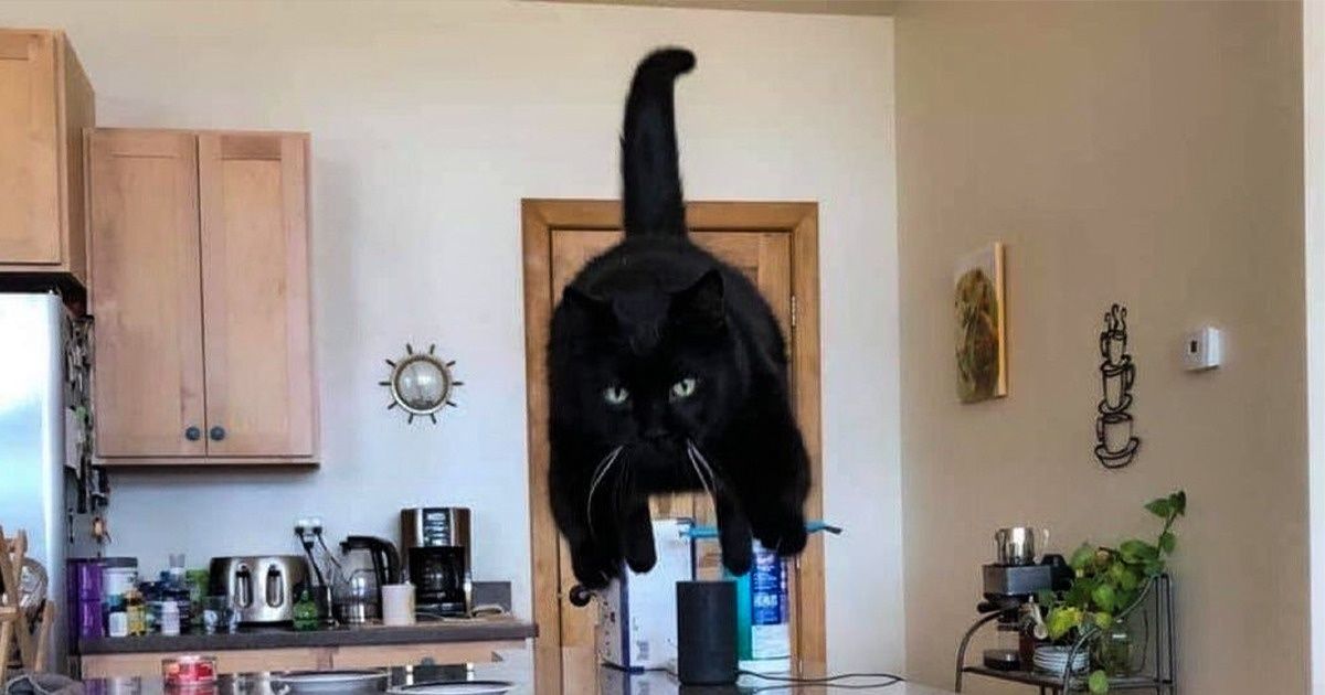Qué es el síndrome del gato volador y cómo prevenirlo Qué es el síndrome del gato volador y cómo prevenirlo