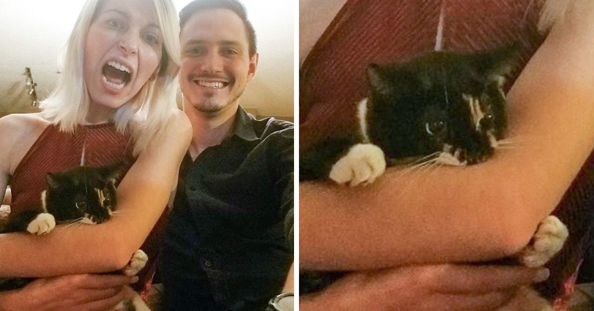 20+ Personas que pensaron que recibirían mucho amor de sus gatos, pero obtuvieron un montón de problemas 20+ Personas que pensaron que recibirían mucho amor de sus gatos, pero obtuvieron un montón de problemas