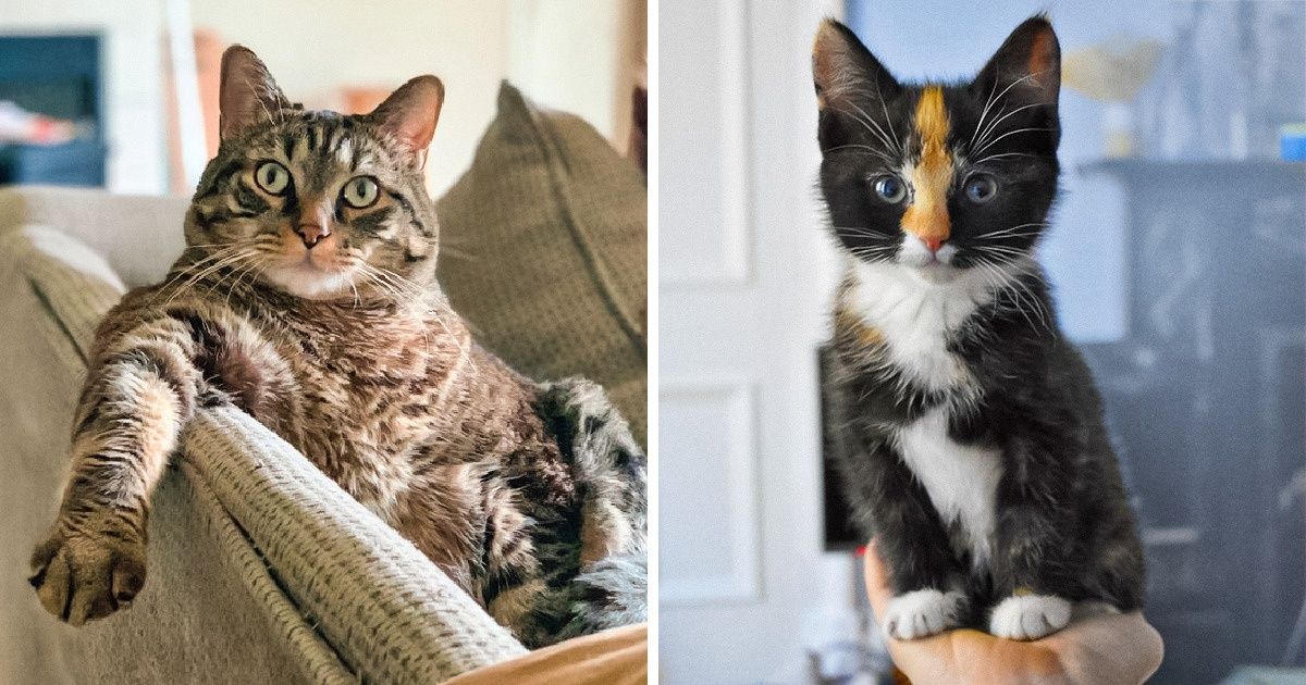 25 Imágenes que tiran por la borda el mito de que los gatos son distantes 25 Imágenes que tiran por la borda el mito de que los gatos son distantes