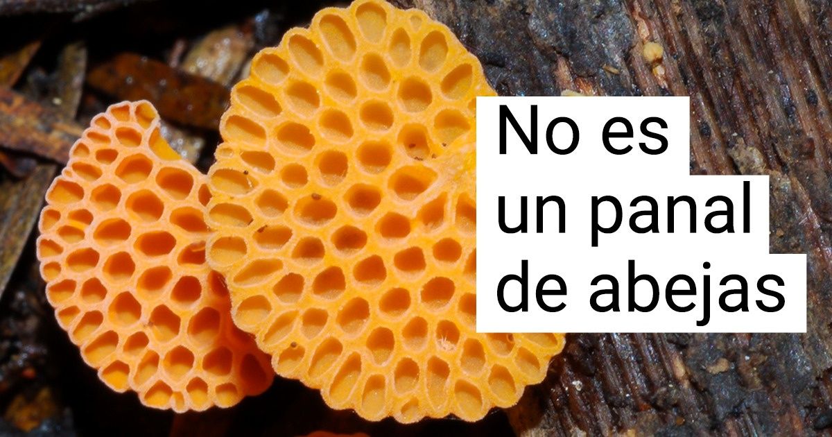 10+ Hongos que nos engañaron a primera vista y que muestran lo creativa que es la naturaleza