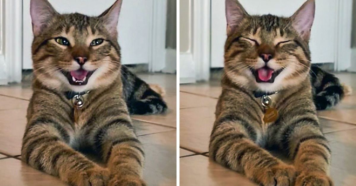 20+ Animales a quienes la naturaleza les otorgó una pizca extra de simpatía