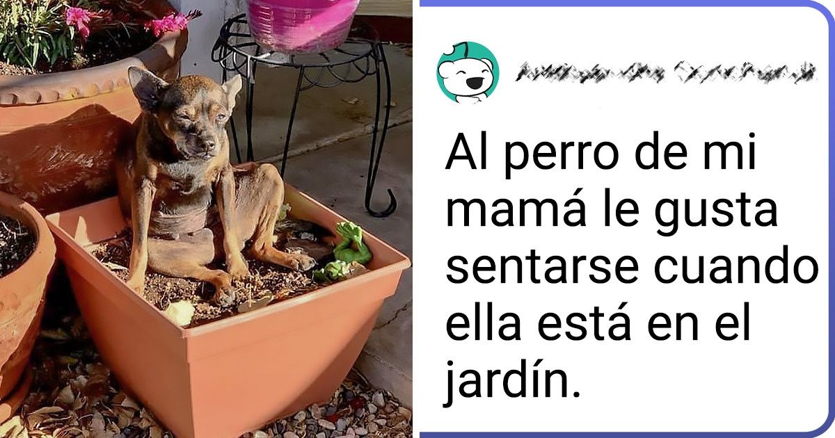 20 Personas que descubrieron que sus perros tenían una doble identidad cuando notaron que se comportaban como gatos