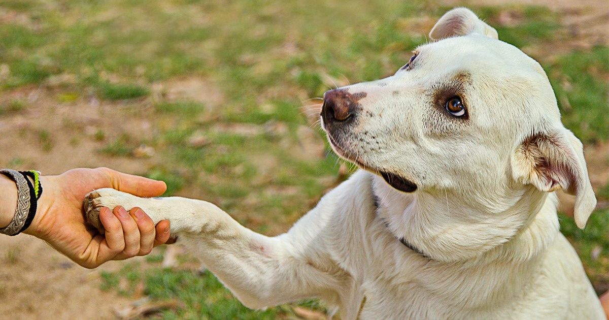 6 Mensajes habituales que tu perro da cuando coloca una pata sobre ti 6 Mensajes habituales que tu perro da cuando coloca una pata sobre ti