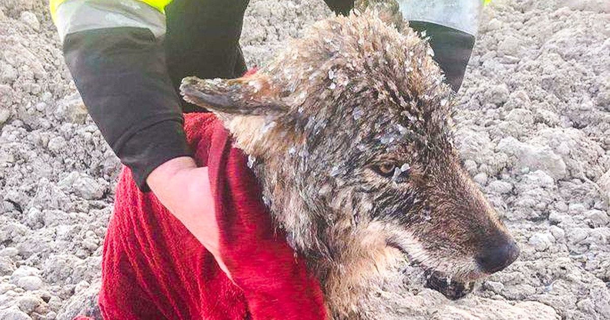 Trabajadores rescatan a un perro del agua helada y lo llevan a una clínica, pero se dan cuenta de que es un lobo salvaje Trabajadores rescatan a un perro del agua helada y lo llevan a una clínica, pero se dan cuenta de que es un lobo salvaje