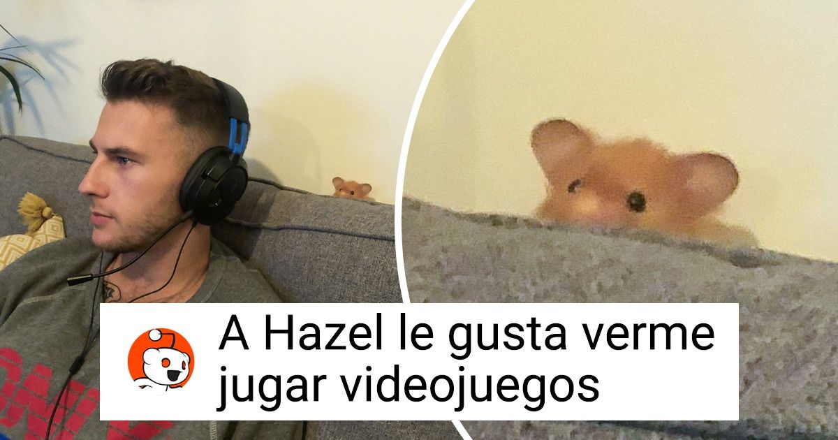20 Usuarios presentaron a sus hámsteres y quedamos enamorados de sus travesuras (y de sus cachetitos también) 20 Usuarios presentaron a sus hámsteres y quedamos enamorados de sus travesuras (y de sus cachetitos también)