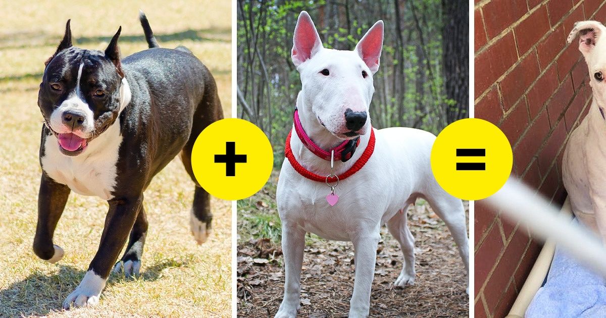 18 Perros que les demuestran a sus dueños que las mascotas mestizas también son hermosas (nueva selección)
