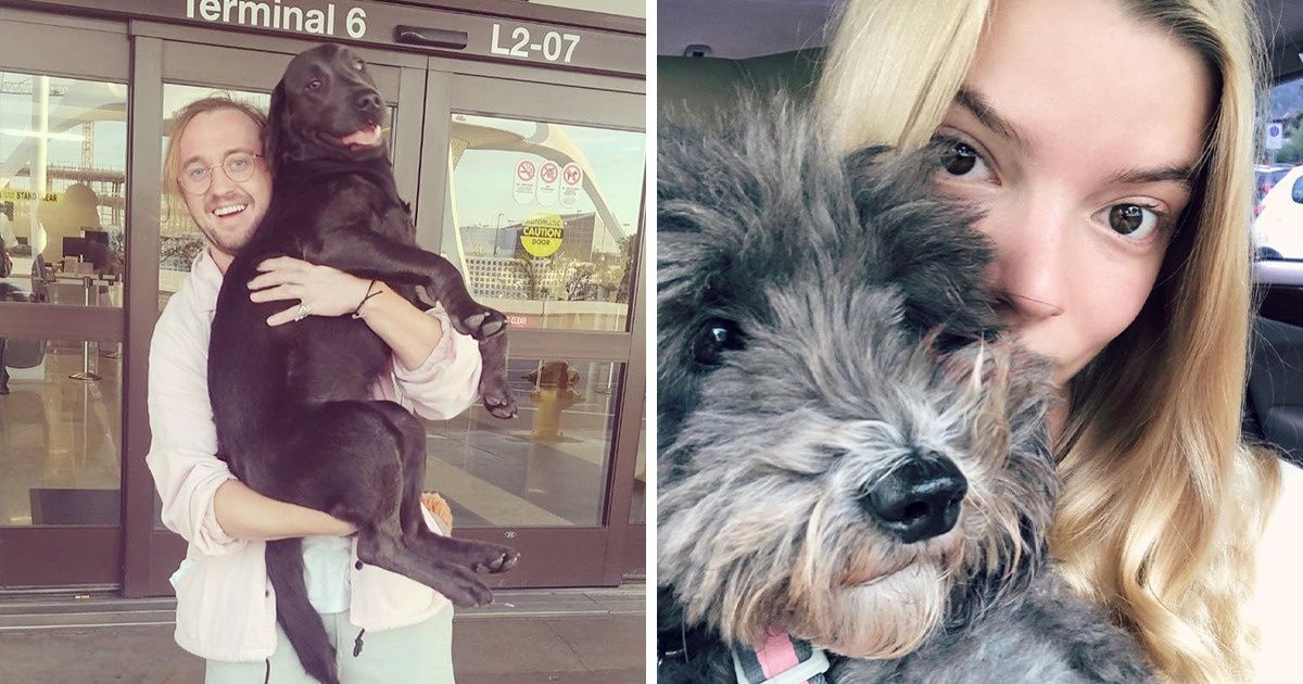 20 Famosos compartieron imágenes en compañía de sus tiernas mascotas en redes sociales (nuevas fotos)