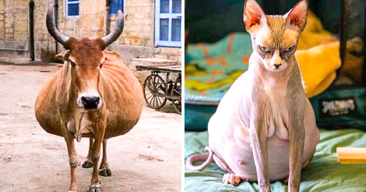 24 Fotos de algunos embarazos del reino animal