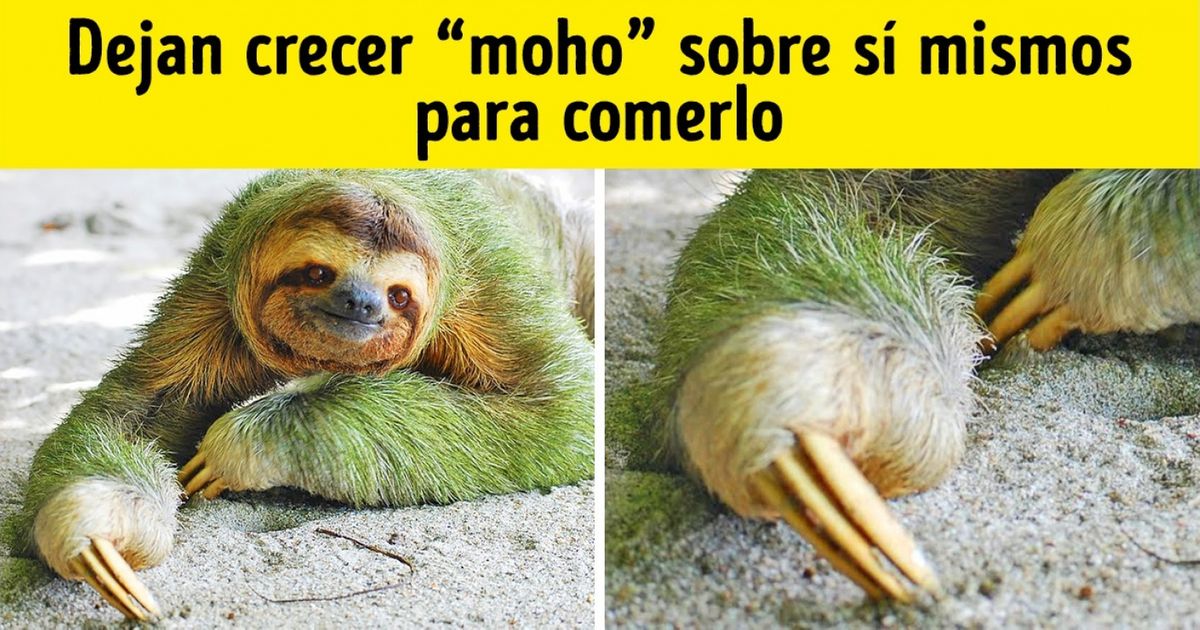 15 Criaturas que tienen unas habilidades naturales con las que los humanos solamente podemos soñar 15 Criaturas que tienen unas habilidades naturales con las que los humanos solamente podemos soñar