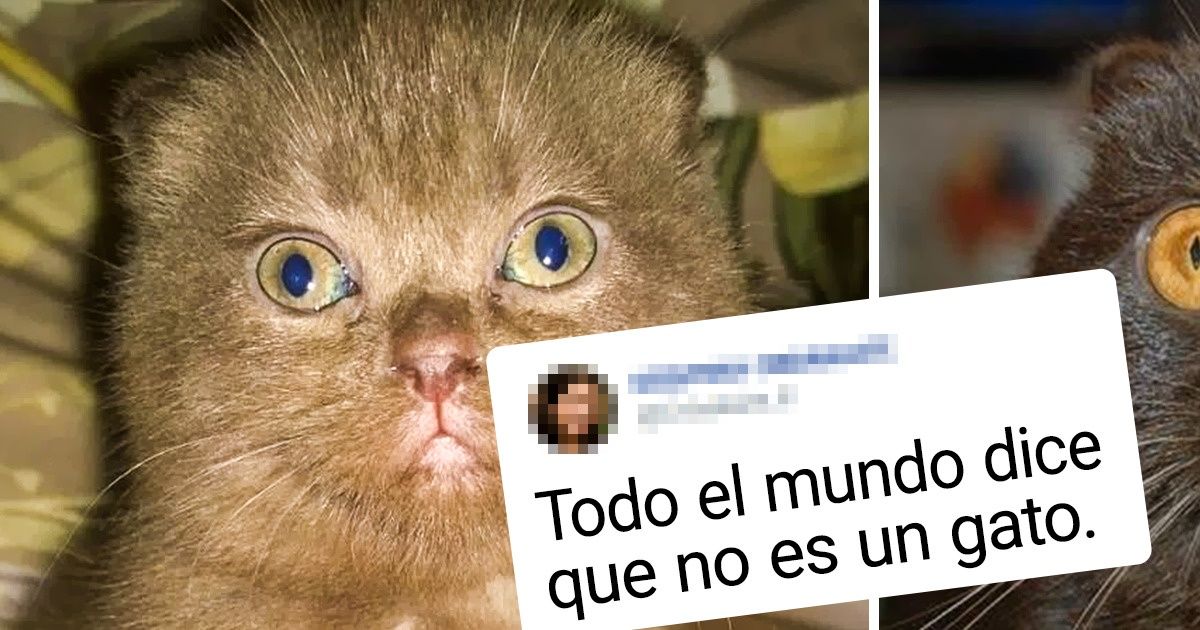 20+ Mascotas que eran una dulzura pero al crecer se convirtieron en unas tremendas criaturas 20+ Mascotas que eran una dulzura pero al crecer se convirtieron en unas tremendas criaturas