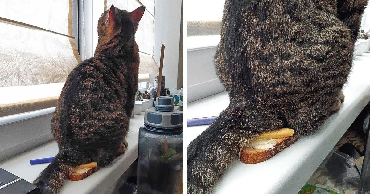 15+ Situaciones que podrán entender aquellos afortunados que tienen un gato 15+ Situaciones que podrán entender aquellos afortunados que tienen un gato